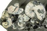 Iridescent Ammonite (Deshayesites & Aconeceras) Cluster #228166-1